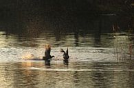 Meerkoeten by Rob Hendriks thumbnail