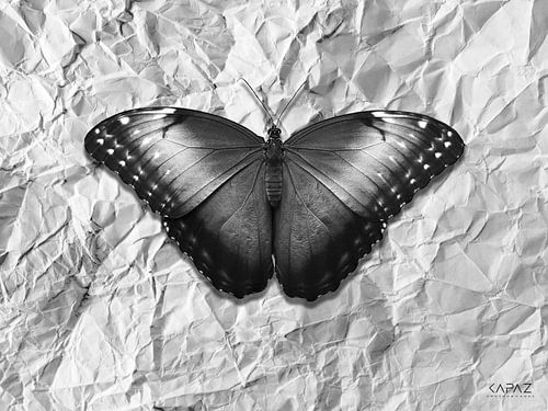 Kupupu-Papier schwarz