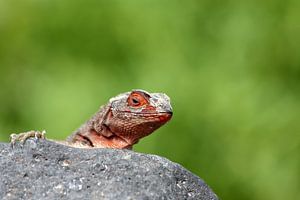 Lézard de lave rouge