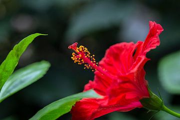 rode bloem van Thomas Heitz