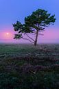 Volle maan vlak voor een paarse zonsopkomst op de Bussumerheide van Michiel Dros thumbnail