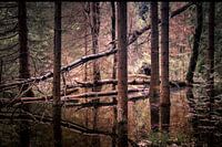 groot donker bos met reflectie in geometrie. Big dark woods with reflectionn in geometry.
