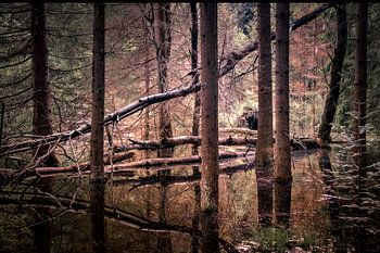 grande forêt sombre avec réflexion en géométrie. Grands bois sombres avec réflexionn en géométrie.