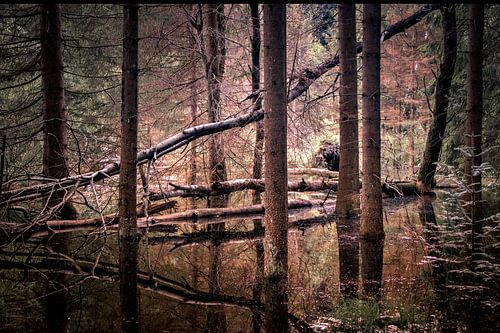 großer dunkler Wald mit Spiegelung in der Geometrie. Große dunkle Hölzer mit Reflektionn in der Geom