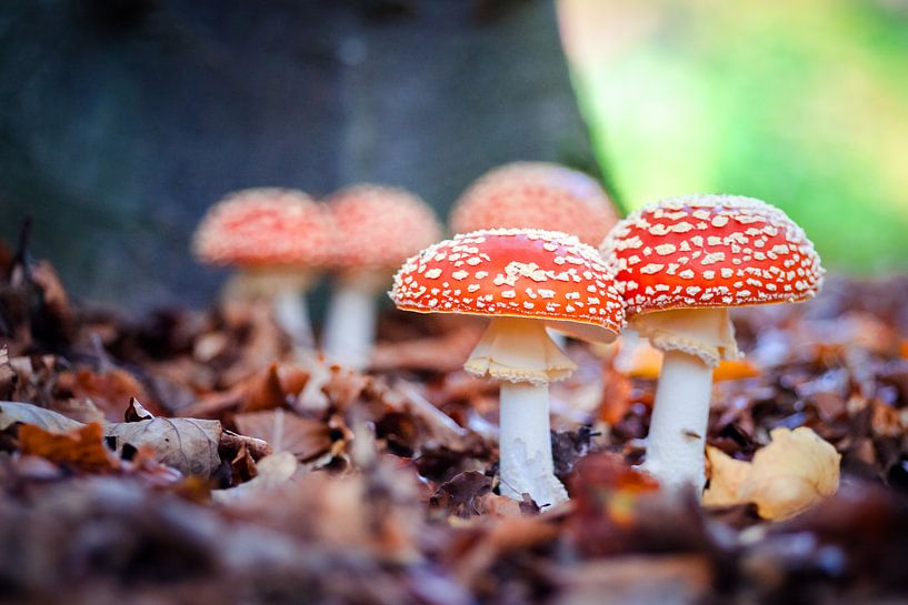 Les agarics à mouches dans la forêt par Fotografiecor .nl