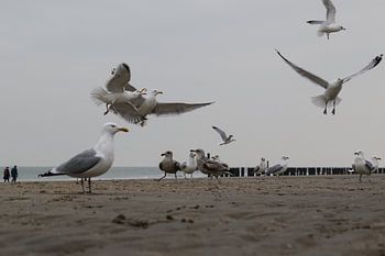 Möwen am Strand von Domburg