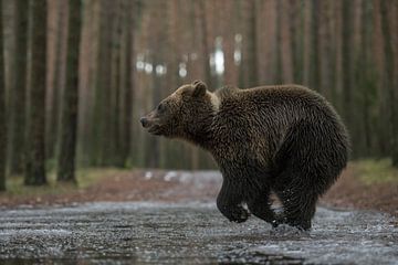 Braunbaer ( Ursus arctos ), junger Bär rennt in Eile quer über einen Weg mitten durch eine Pfütze von wunderbare Erde