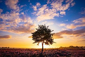 Einsamer Baum