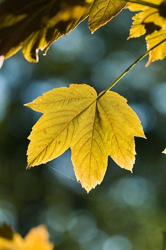 Blad van een bergesdoorn van Heiko Kueverling