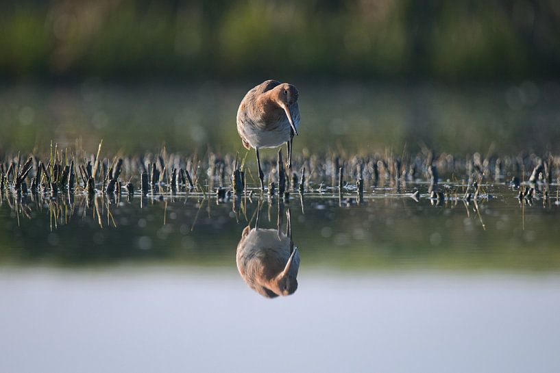 Grutto lopend door het water von Mike Bos