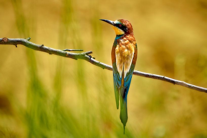 Bienenfresser (Merops apiaster) von Thomas Marx
