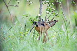 Reebok in het groen van Harry Velders