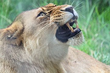 Angry Lioness by nico weijers