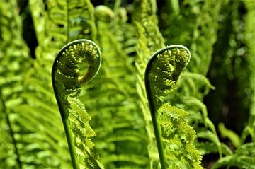 Ferns in a row by Lisanne Rodenburg