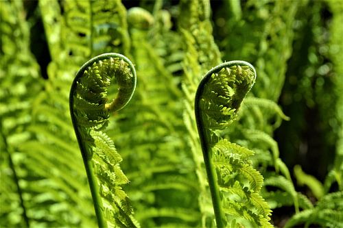 Fougères d'affilée