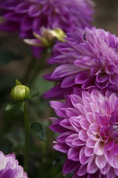 Paarse Dahlia's van Sarah Gorter