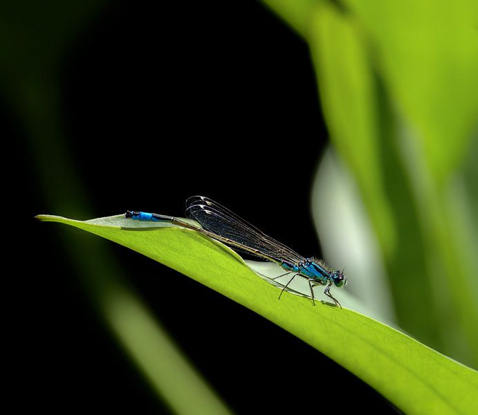 Macro of a blue damselfly by ManfredFotos