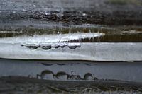 Ice Fantasy