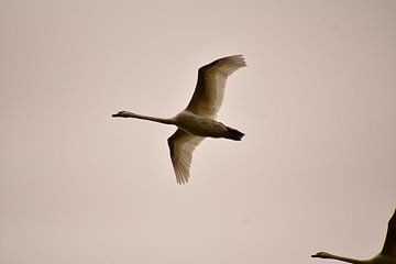 Flying Swan by Michael van Eijk