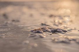 Scheveningen part 1 by Tania Perneel