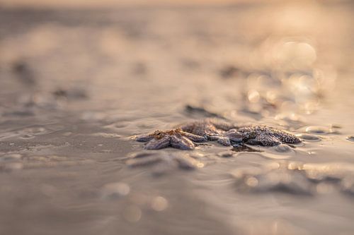 Scheveningen Teil 1