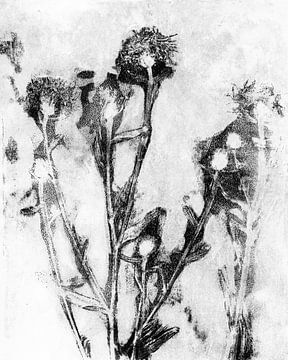 Zwarte bloemen op wit. Natuurlijk leven. Botanische kunst. van Dina Dankers