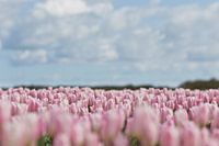 Roze tulpen