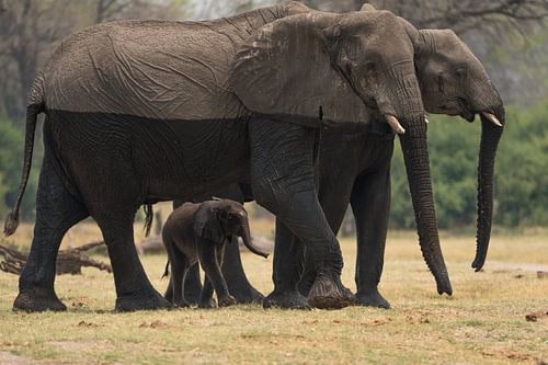 elephants by Ed Dorrestein