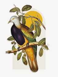 Wompoo Fruit Dove