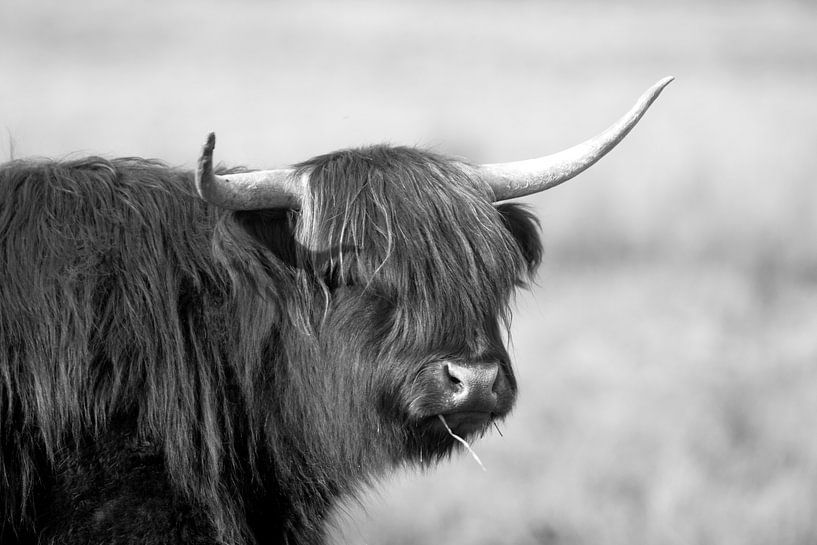 Scottish highlander, beef, ruminant, mammal by Corrie Post