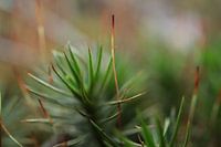 Purple stalk