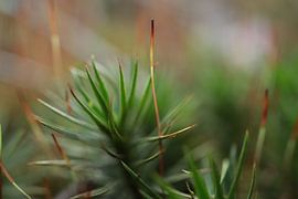 Purple stalk by Angelique Raaijmakers