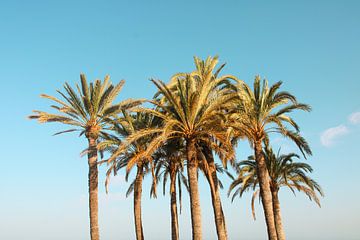 Palmbomen in Villajoyosa van Sven van Rooijen