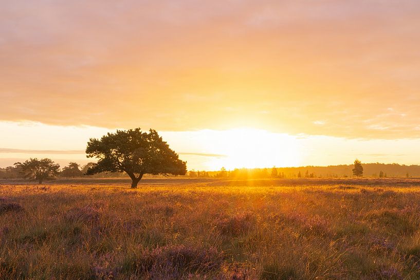 Most beautiful tree in drenthe in the sunlight during sunrise - Dwingelderveld (Netherlands) by Marcel Kerdijk