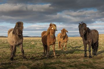 Islandpferde von Ingrid Kerkhoven Fotografie