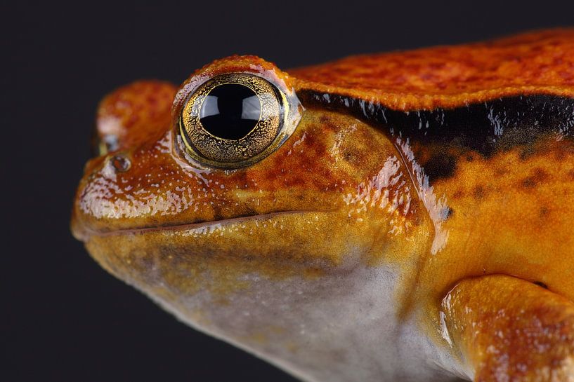 Madagascar Tomato Frog (Dyscophus antongilii) by Ronald Pol