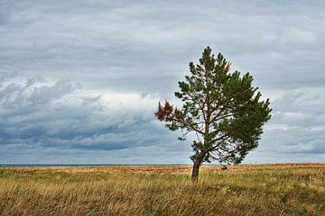 Landscape shot over the dunes in autumn with a solitary tree by Martin Köbsch