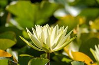 A single water lily with green leaves and reed floating on dark water