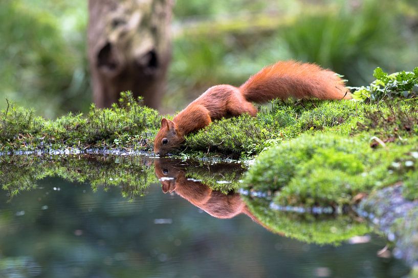 Eeekhoorn drinkt water uit vijver by STEVEN VAN DER GEEST