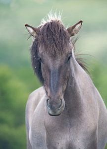 Chevaux