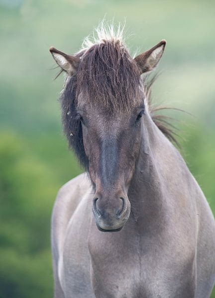 Pferde von Harry Punter