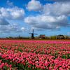Champ de bulbes à fleurs près d'Obdam avec moulin à bascule sur René Groeneveld