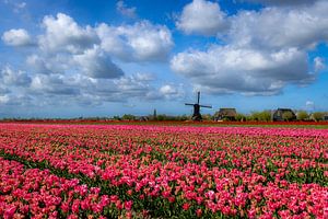 Champ de bulbes à fleurs près d'Obdam avec moulin à bascule