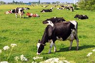 Koeien in de wei in Nederland van Dennis van de Water thumbnail