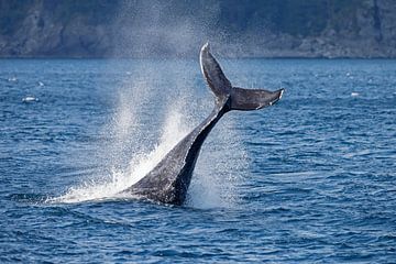 Walvis slaat met staart op het water by Menno Schaefer