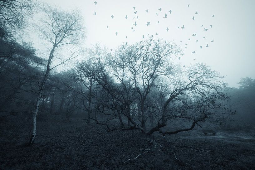 Wald in Blau von peterheinspictures