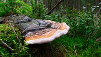 Forest mushroom