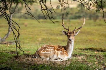 Deer in the Amsterdam Water Supply Dunes by Kyra Hoekema