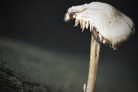 Pilz und Schnecke by Malte Pott