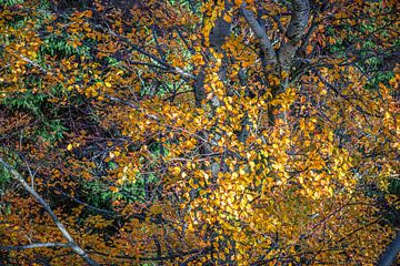 Herfstkleuren van Hanneke Luit